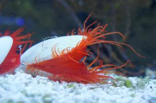 Promantellum vigens (Scallop Flame) rozmiar 6 cm