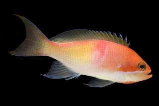 Pseudanthias kashiwae rozmiar 10-11 cm