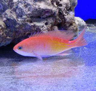 Pseudanthias kashiwae rozmiar 5-7 cm