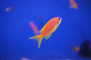 Pseudanthias Squamipinnis samica 4-5cm