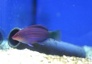 Pseudocheilinus hexataenia rozmiar 3-4cm