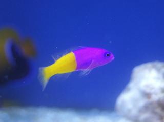 Pseudochromis paccagnellae 4-5 cm