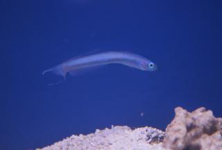 Ptereleotris hanae (Blue Hana Goby) rozmiar 10 cm