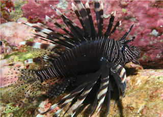 Pterois voltans BLACK skrzydlica (Ognica Pstra, Motyl Morski) rozmiar 10-11cm