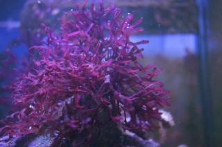 Red Dragon macro algae