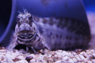 Salarias Fasciatus rozmiar 6-8cm