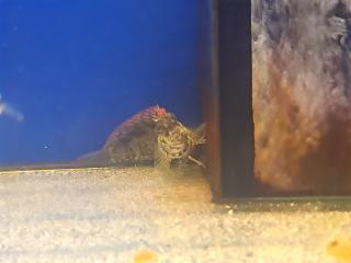 Salarias Fasciatus rozmiar 9-11 cm (RED FIN)
