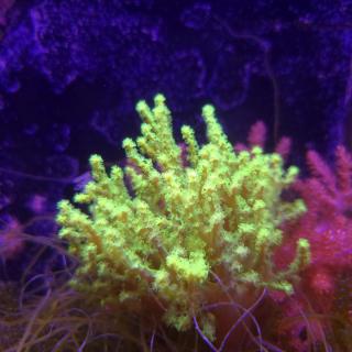 Sinularia FIJI ultra fluo green (21.01.2025)  7cm