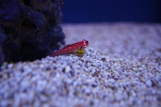 Synchiropus moyeri (Red Dragonet) rozmiar 4 cm