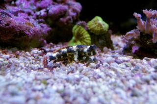 Synchiropus ocellatus (Mandaryn marmurkowy) rozmiar 4-5 cm
