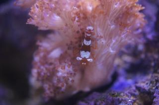 Thor amboinensis (Sexy Anemone Shrimp) 1cm