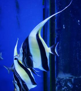 Zanclus canescens (Moorish Idol) rozmiar 10 cm HAWAJE