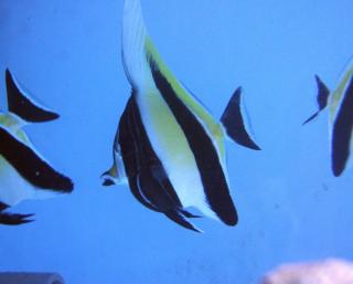 Zanclus cornutus (Moorish Idol) 7-8 cm