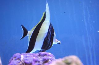 Zanclus cornutus (Moorish Idol) rozmiar 7-8 cm