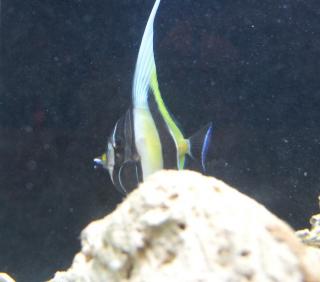 Zanclus cornutus (Moorish Idol) rozmiar 7 cm Kenia