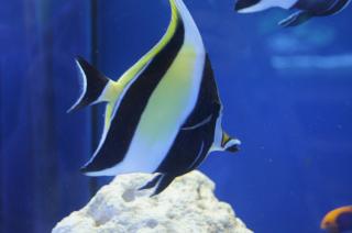 Zanclus cornutus (Moorish Idol) rozmiar 8-9 cm