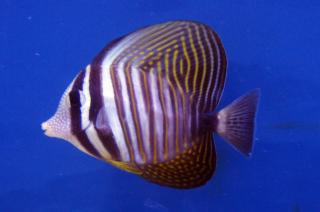 Zebrasoma desjardini rozmiar 7-8 cm