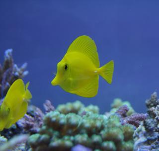 Zebrasoma flavescens rozmiar 7 cm HAWAJE