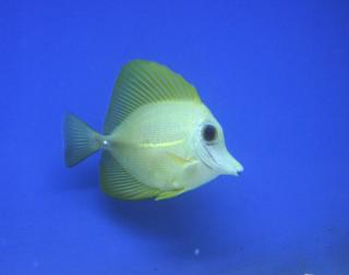 Zebrasoma Scopas YELLOW rozmiar 8cm