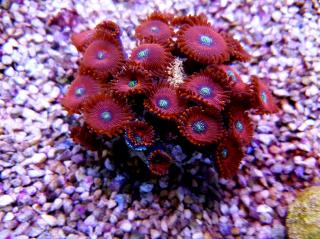 Zoanthus spp. RED GALAXY (20+)