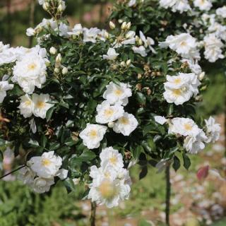 White Flower Carpet PIENNA