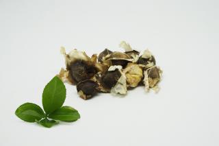 Moringa - nasiona do wysiewu 10szt