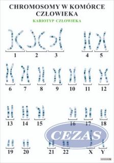 CHROMSOMY W KOMÓRCE CZŁOWIEKA PLANSZA  (PLA478) CHROMSOMY W KOMÓRCE CZŁOWIEKA PLANSZA  (PLA478)