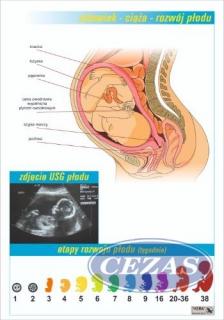 CIĄŻA - ROZWÓJ PŁODU PLANSZA  (PLA411) CIĄŻA - ROZWÓJ PŁODU PLANSZA  (PLA411)