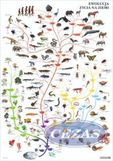 EWOLUCJA ŻYCIA NA ZIEMI PLANSZA (PLA379) EWOLUCJA ŻYCIA NA ZIEMI PLANSZA (PLA379)