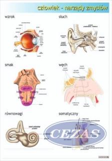 NARZĄDY ZMYSŁÓW PLANSZA  (PLA408) NARZĄDY ZMYSŁÓW PLANSZA  (PLA408)