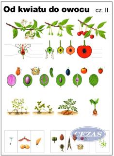 OD KWIATU DO OWOCU CZ.2 PLANSZA DWUSTRONNA  (PLA270) OD KWIATU DO OWOCU CZ.2 PLANSZA DWUSTRONNA  (PLA270)