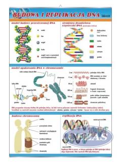 PLANSZA BUDOWA I REPLIKACJA DNA (BIO231) PLANSZA BUDOWA I REPLIKACJA DNA (BIO231)