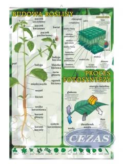 PLANSZA  BUDOWA ROŚLINY, PROCES FOTOSYNTEZY (BIO198) PLANSZA  BUDOWA ROŚLINY, PROCES FOTOSYNTEZY (BIO198)