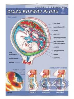 PLANSZA CIĄŻA I ROZWÓJ PŁODU (BIO331) PLANSZA CIĄŻA I ROZWÓJ PŁODU (BIO331)