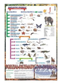 PLANSZA PODZIAŁ-SYSTEMATYKA ZWIERZĄT(BIO285) PLANSZA PODZIAŁ-SYSTEMATYKA ZWIERZĄT(BIO285)