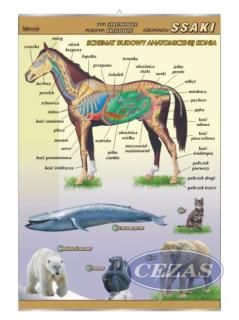 PLANSZA SSAKI- BUDOWA ANATOMICZNA (BIO119) PLANSZA SSAKI- BUDOWA ANATOMICZNA (BIO119)