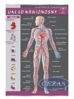 PLANSZA UKŁAD KRWIONOŚNY (PRZ159) PLANSZA UKŁAD KRWIONOŚNY (PRZ159)