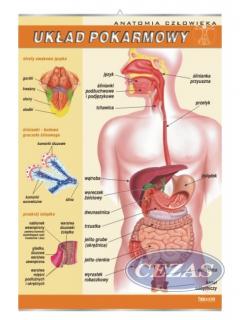 PLANSZA UKŁAD POKARMOWY (BIO011) PLANSZA UKŁAD POKARMOWY (BIO011)
