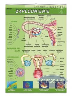 PLANSZA ZAPŁODNIENIE (BIO345) PLANSZA ZAPŁODNIENIE (BIO345)