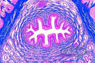 PREPARATY MIKROSKOPOWE - HISTOLOGIA: KREW /10 SZT PREPARATY MIKROSKOPOWE-HISTOLOGIA:KREW (10PREP)/CONATEX