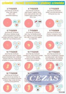 ROZWÓJ ZARODKOWY I PŁODOWY CZŁOWIEKA PLANSZA(PLA418) ROZWÓJ ZARODKOWY I PŁODOWY CZŁOWIEKA PLANSZA(PLA418)