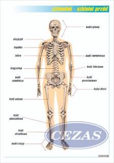 UKŁAD KOSTNY - PRZÓD PLANSZA PLA381) UKŁAD KOSTNY - PRZÓD PLANSZA PLA381)