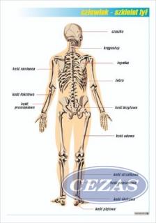UKŁAD KOSTNY - TYŁ PLANSZA  (PLA391) UKŁAD KOSTNY - TYŁ PLANSZA  (PLA391)
