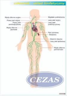 UKŁAD LIMFATYCZNY PLANSZA  (PLA431) UKŁAD LIMFATYCZNY PLANSZA  (PLA431)