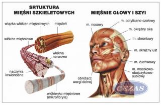 UKŁAD MIĘŚNIOWY CZŁOWIEKA PLANSZA  (PLA273) UKŁAD MIĘŚNIOWY CZŁOWIEKA PLANSZA  (PLA273)