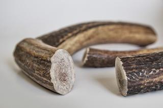 RECOSNACK Antler Dog Chew XL - Gryzak z poroża jelenia dla psa