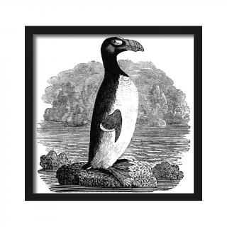 Grafika w ramie Alka olbrzymia (pingwin)