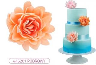 Aster waflowy Peoniowy Pudrowy  12,5cm / 1szt.