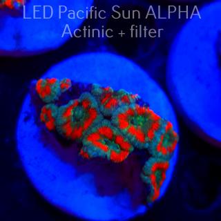 Acanthastrea lordhowensis GREEN WORMS (26.01.2025)  5cm