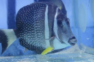 Acanthurus guttatus 20cm